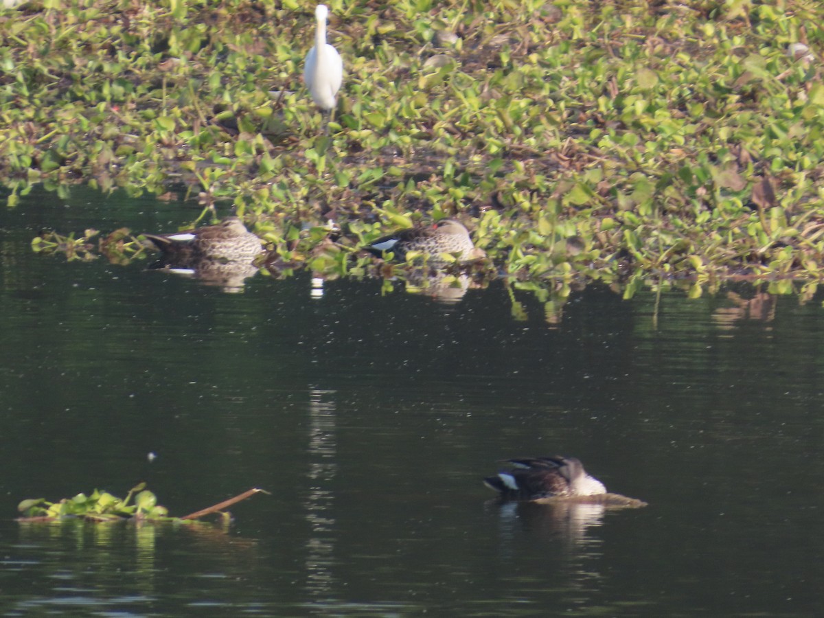 Canard à bec tacheté - ML647607863