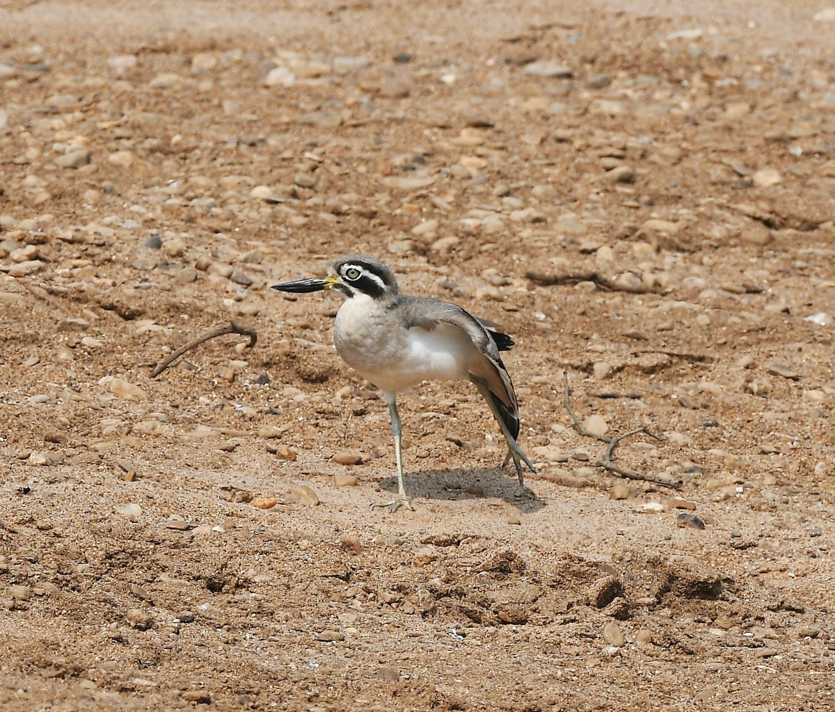 Great Thick-knee - ML647607868