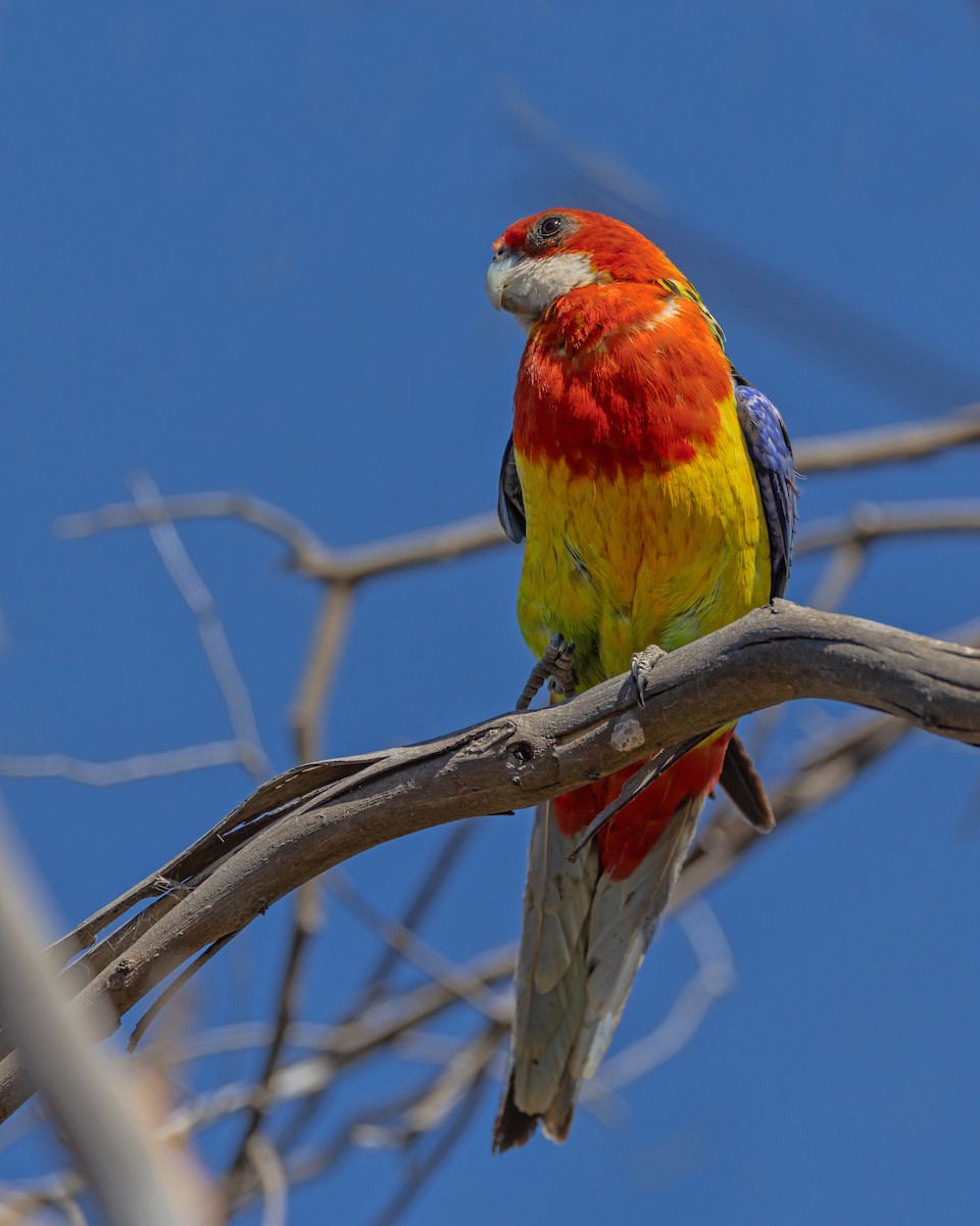 Eastern Rosella - ML647607883