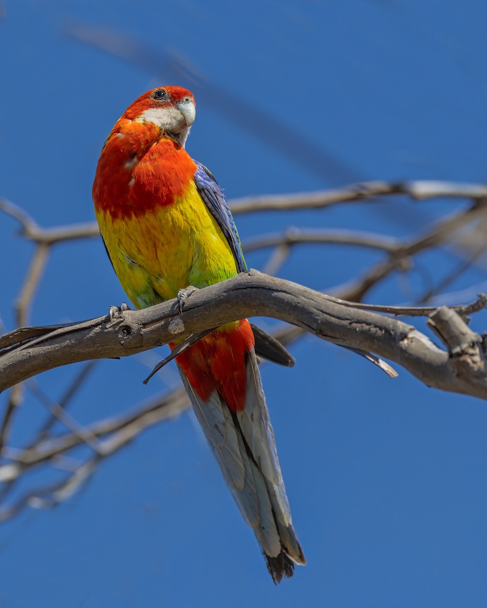 Eastern Rosella - ML647607884