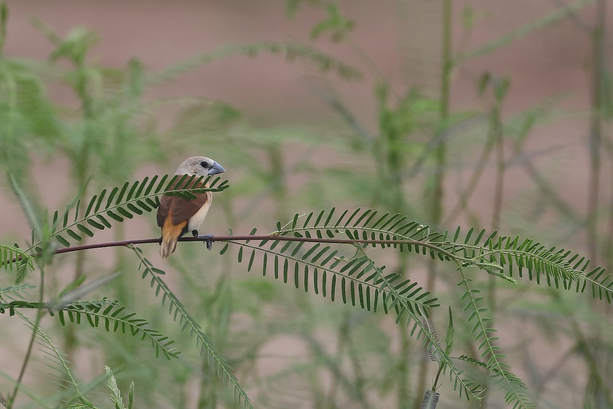 Yellow-rumped Munia - ML647607894