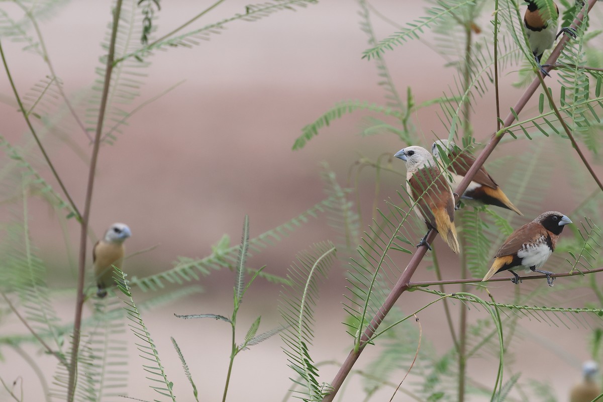 Yellow-rumped Munia - ML647607895