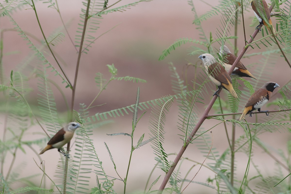 Yellow-rumped Munia - ML647607896