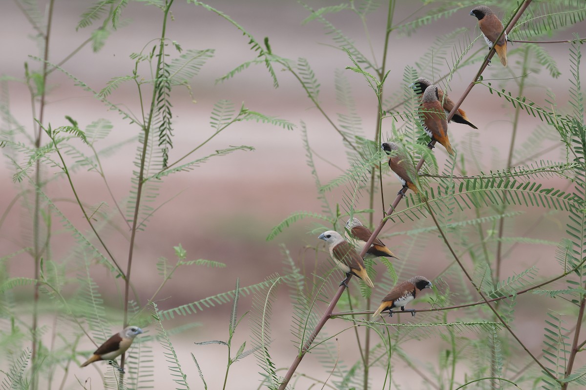 Yellow-rumped Munia - ML647607897