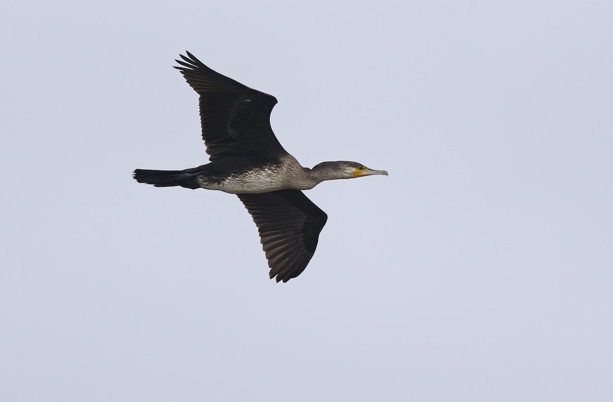 storskarv - ML647607908