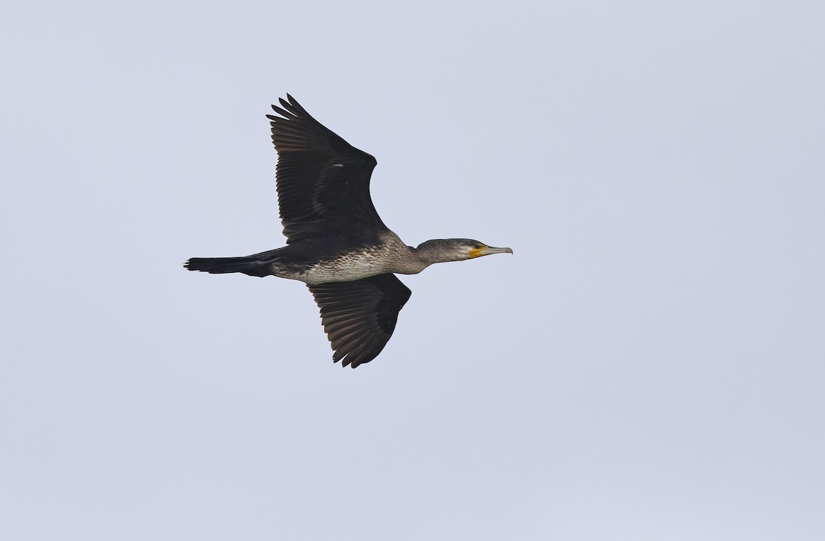 storskarv - ML647607909