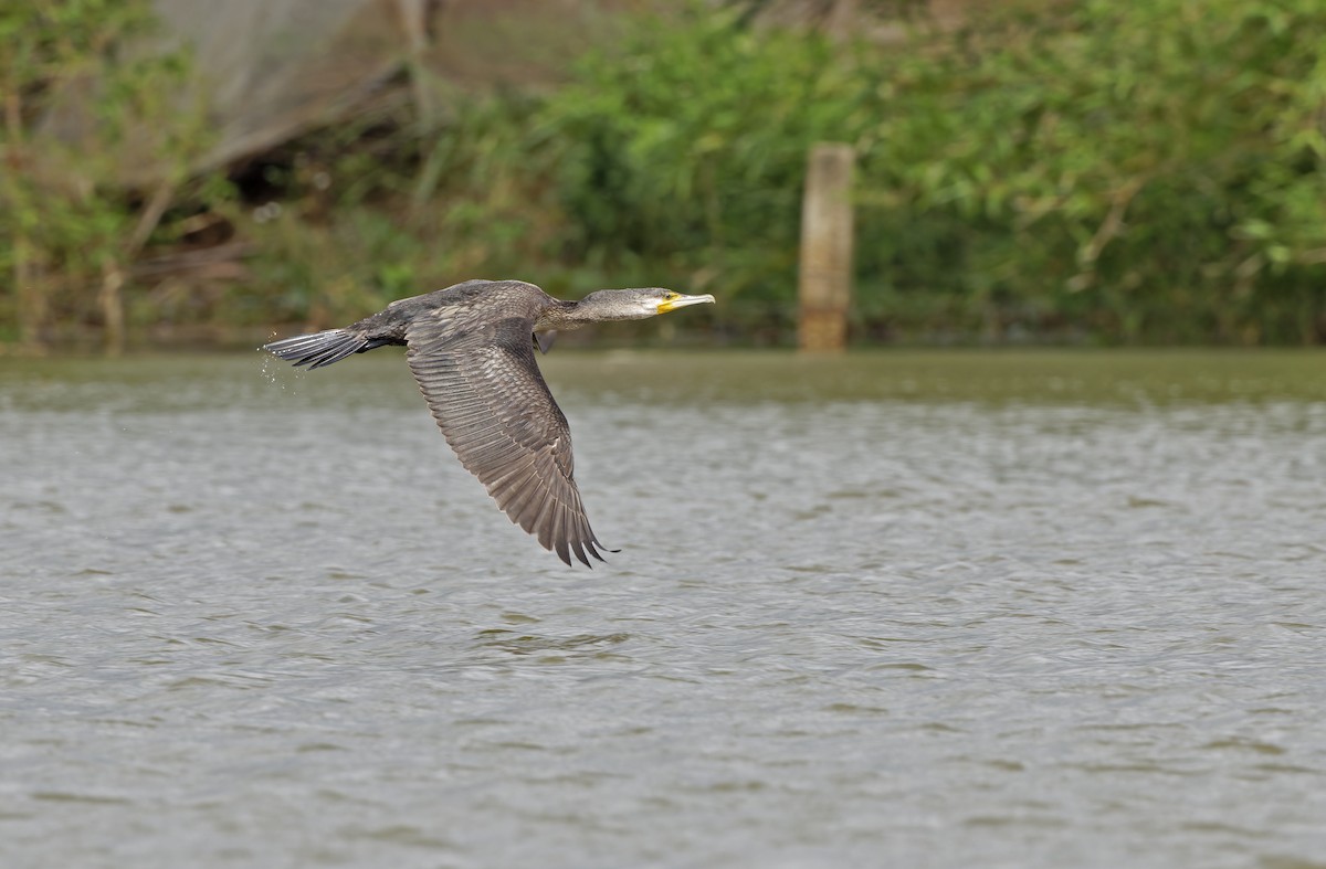 storskarv - ML647607911