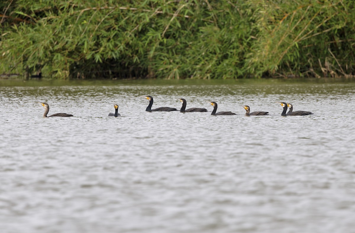 storskarv - ML647607912