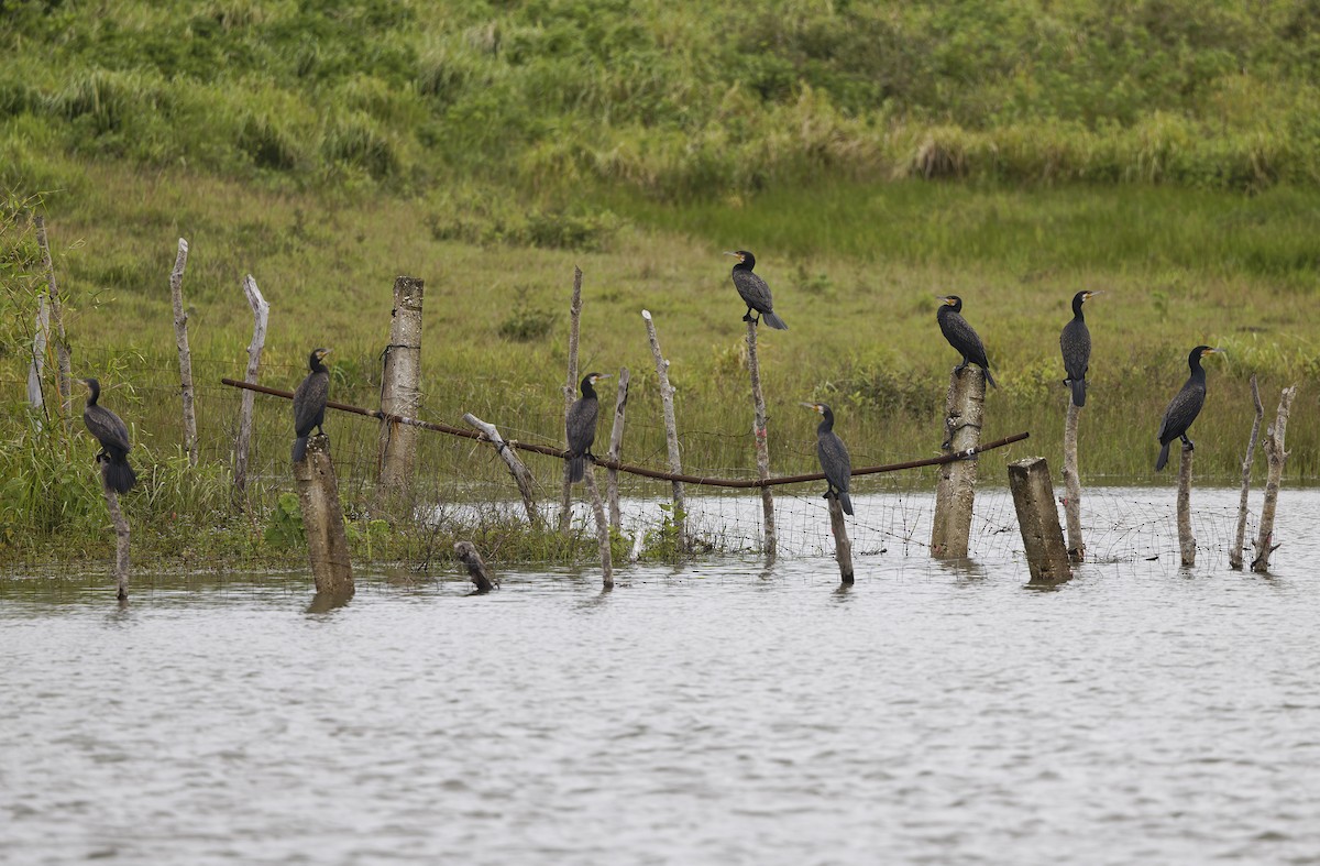 storskarv - ML647607913