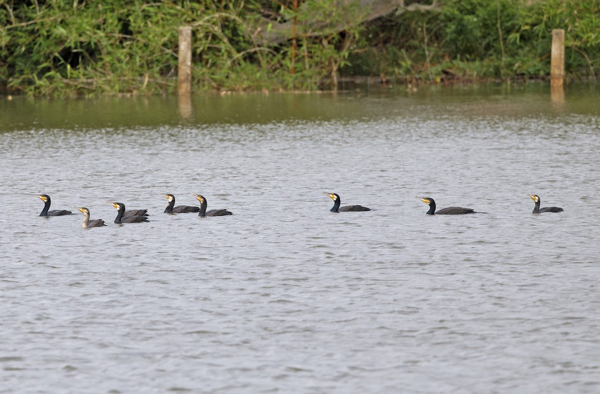 storskarv - ML647607914