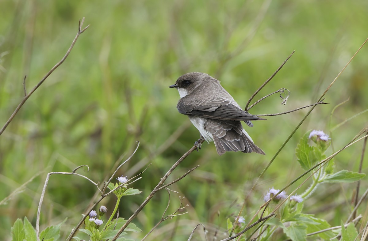 Bank Swallow - ML647607918