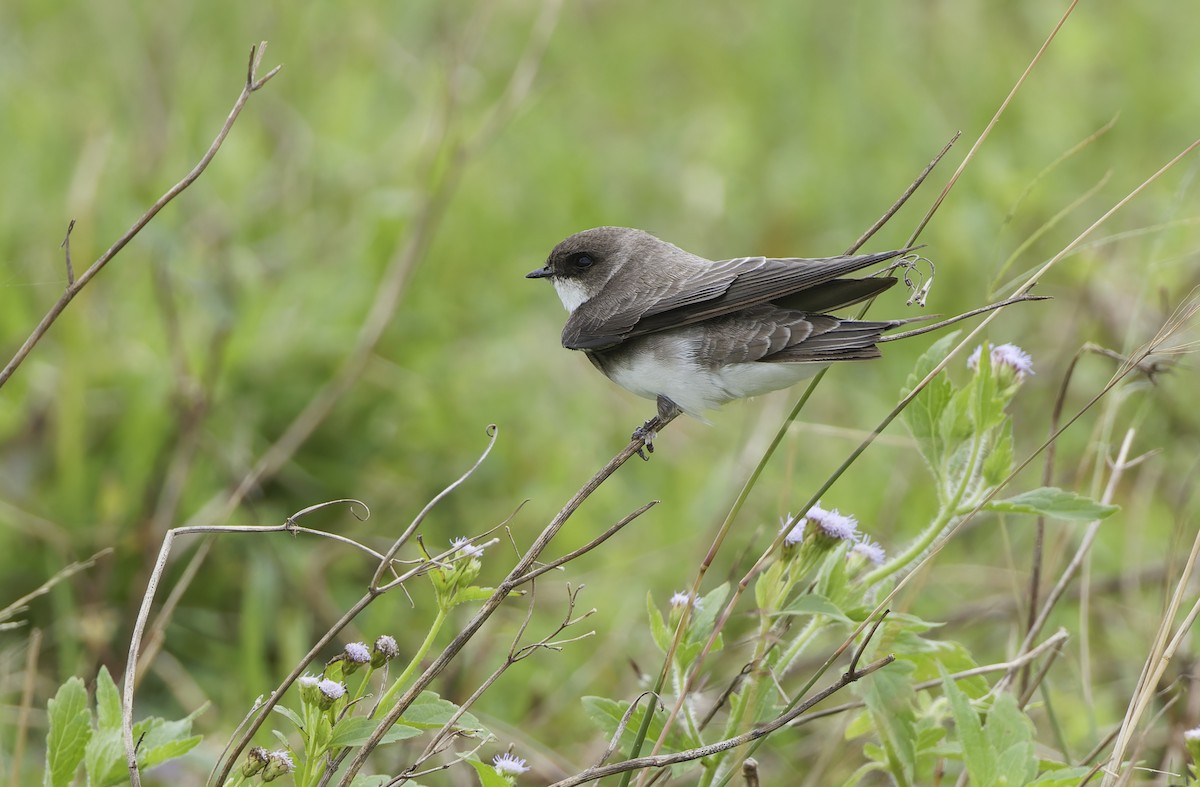 Bank Swallow - ML647607919