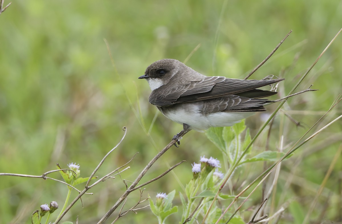 Bank Swallow - ML647607920