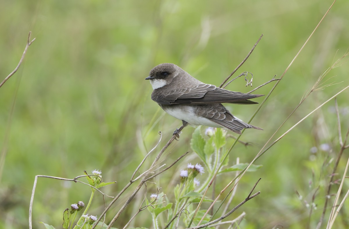 Bank Swallow - ML647607921