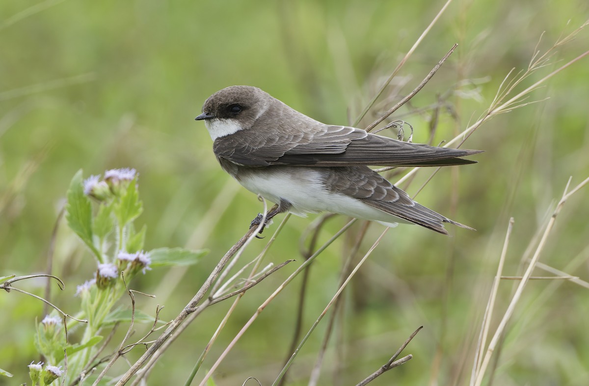 Bank Swallow - ML647607922