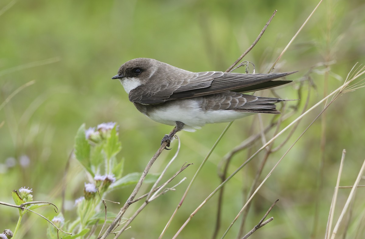 Bank Swallow - ML647607923