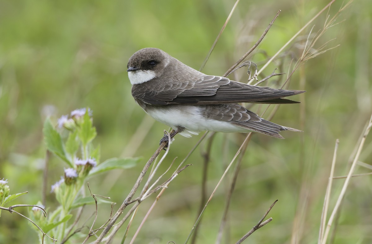 Bank Swallow - ML647607924