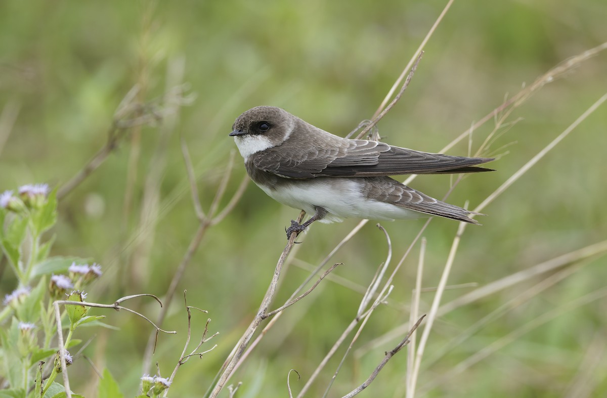 Bank Swallow - ML647607926