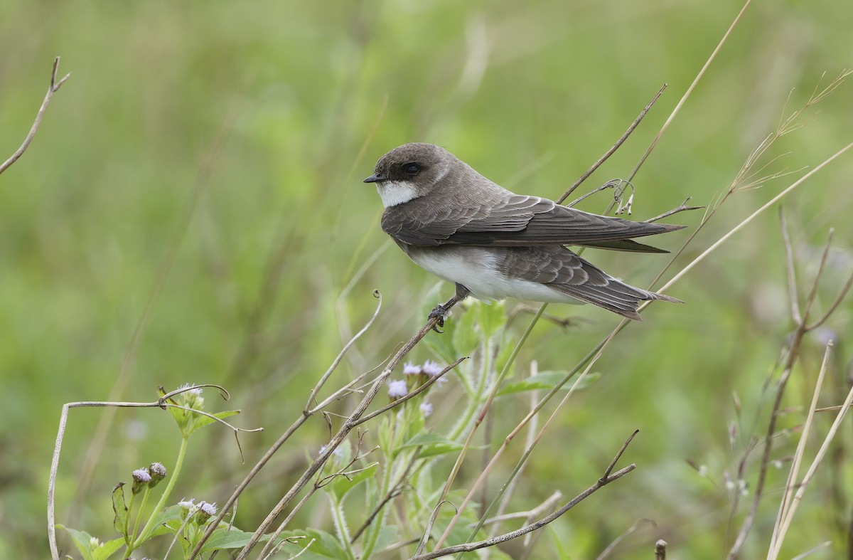 Bank Swallow - ML647607928