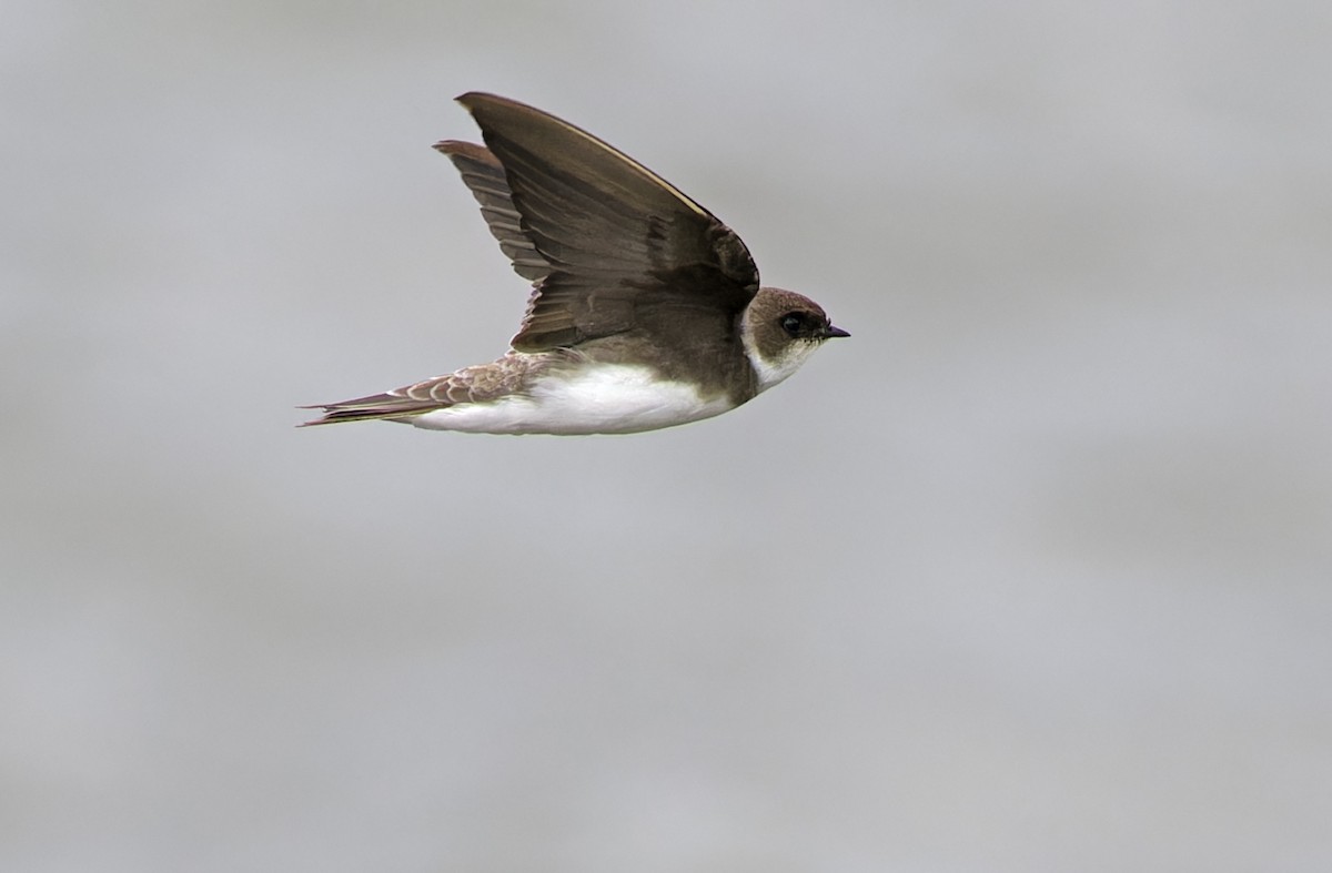 Bank Swallow - ML647607929