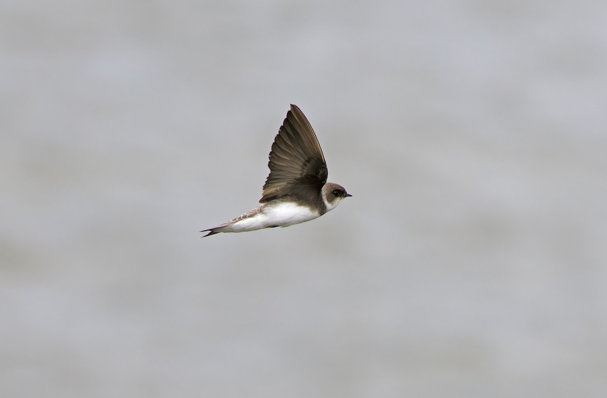 Bank Swallow - ML647607930