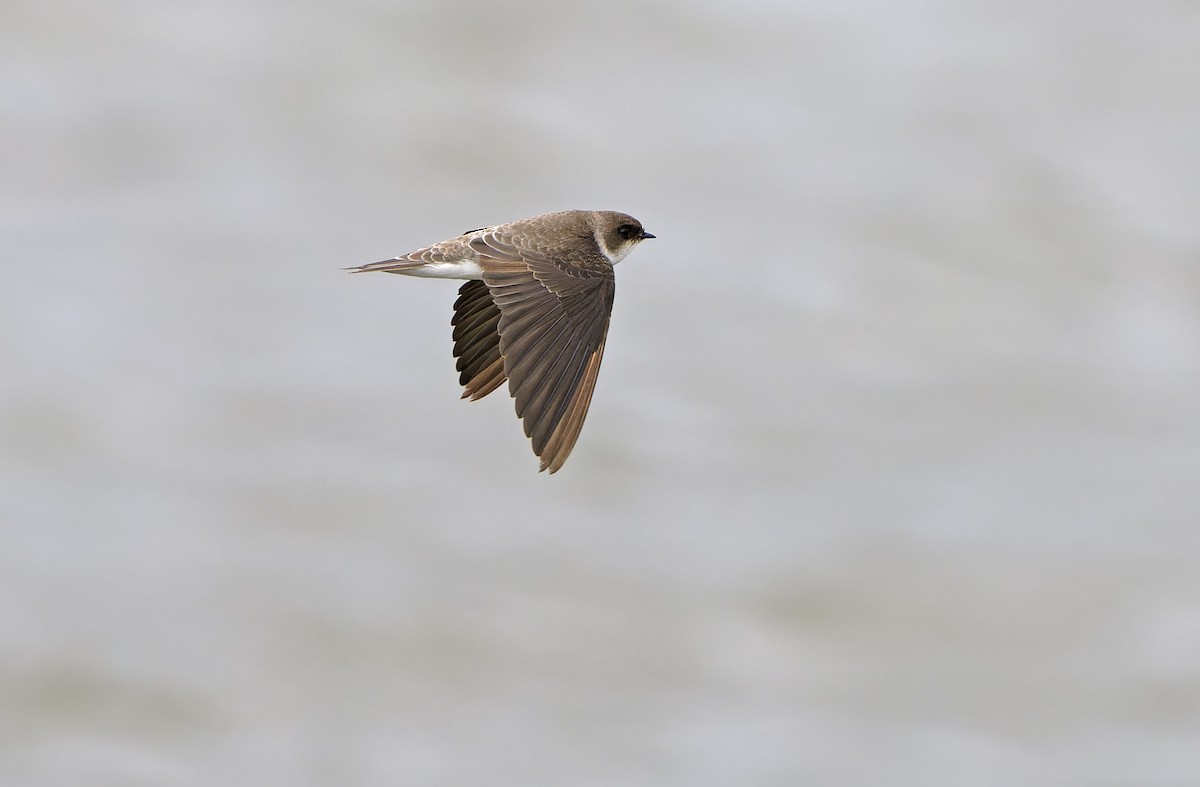 Bank Swallow - ML647607931