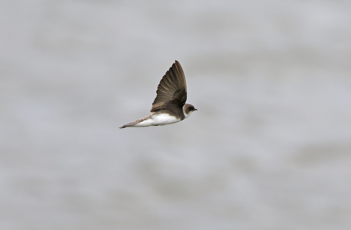 Bank Swallow - ML647607932