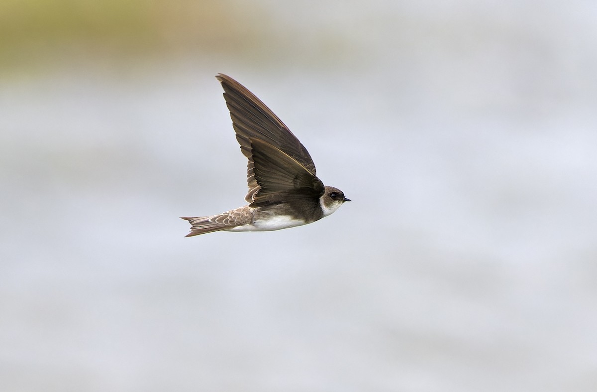Bank Swallow - ML647607933