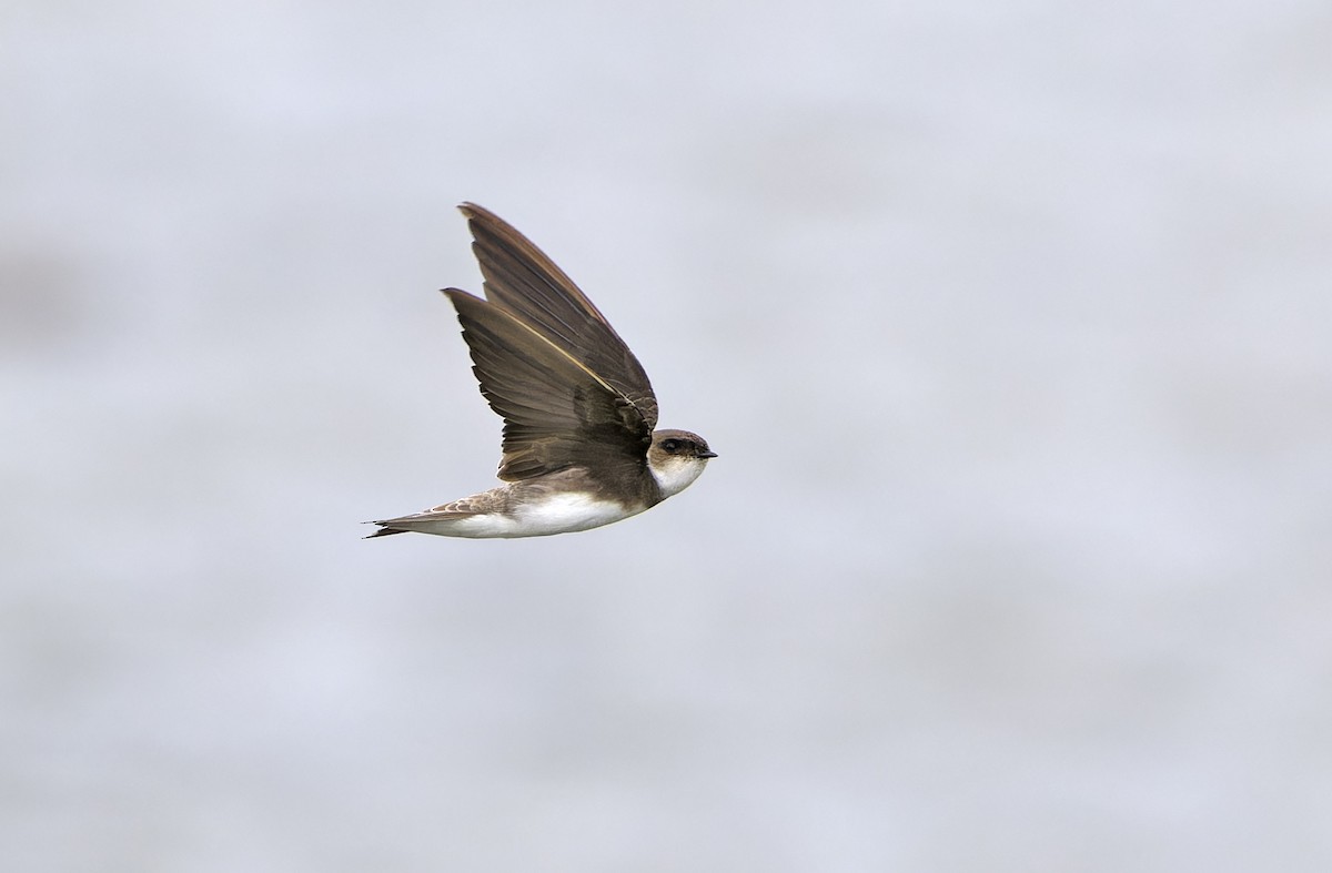 Bank Swallow - ML647607934