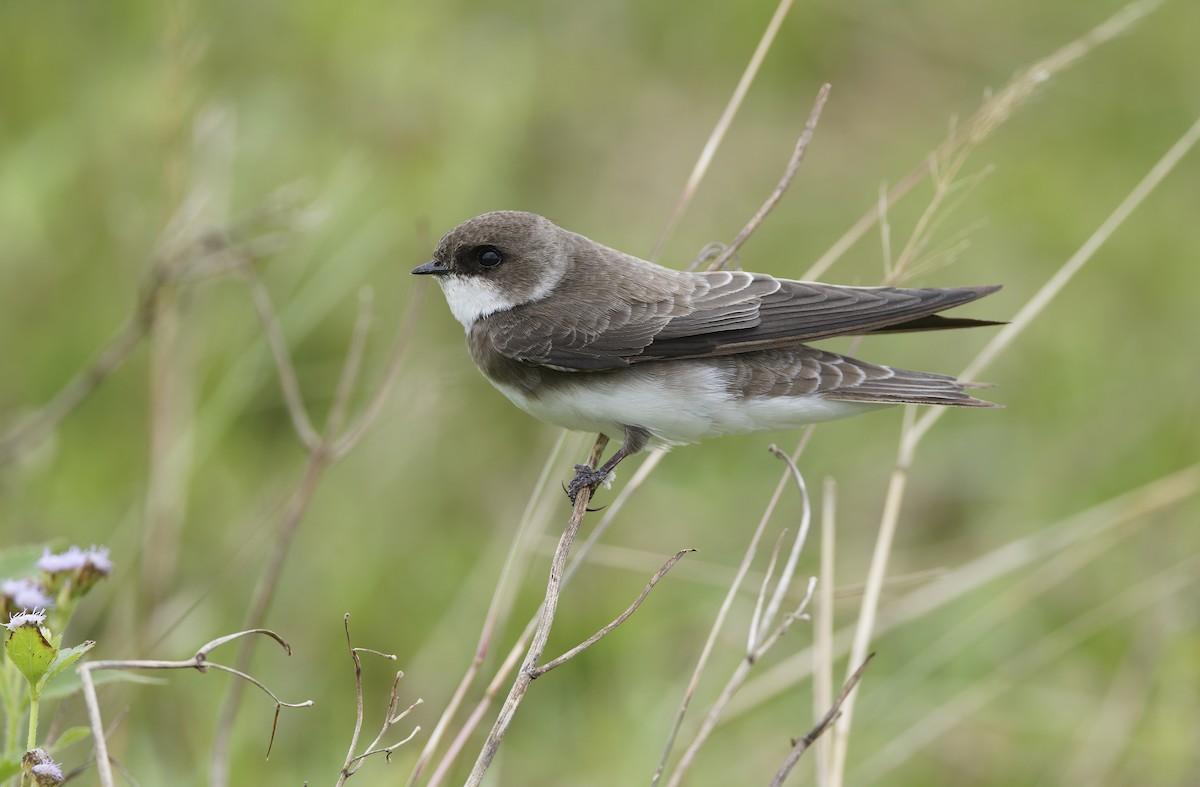Bank Swallow - ML647607935