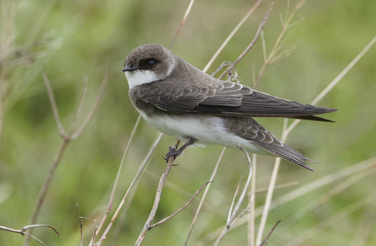 Bank Swallow - ML647607936