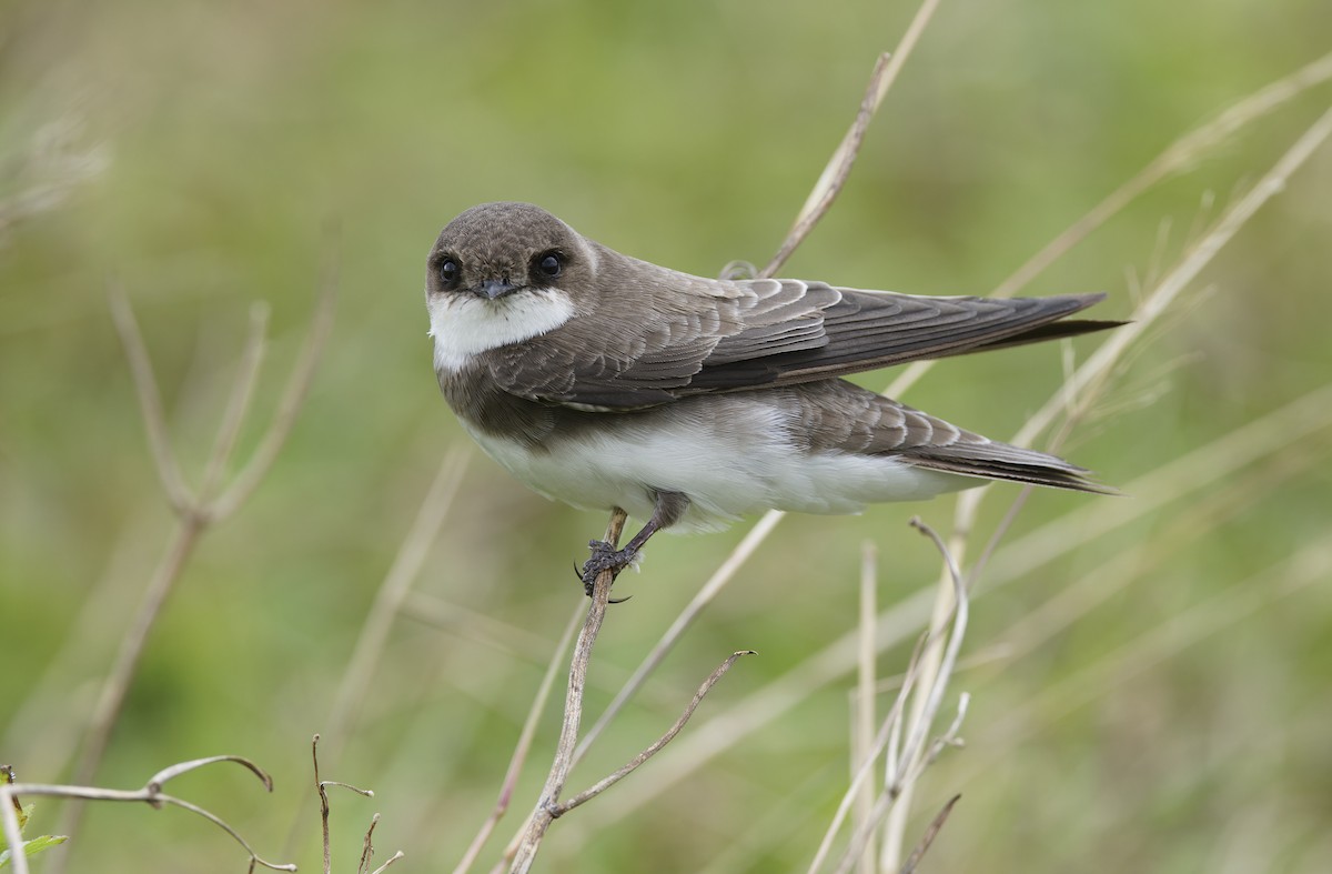Bank Swallow - ML647607937