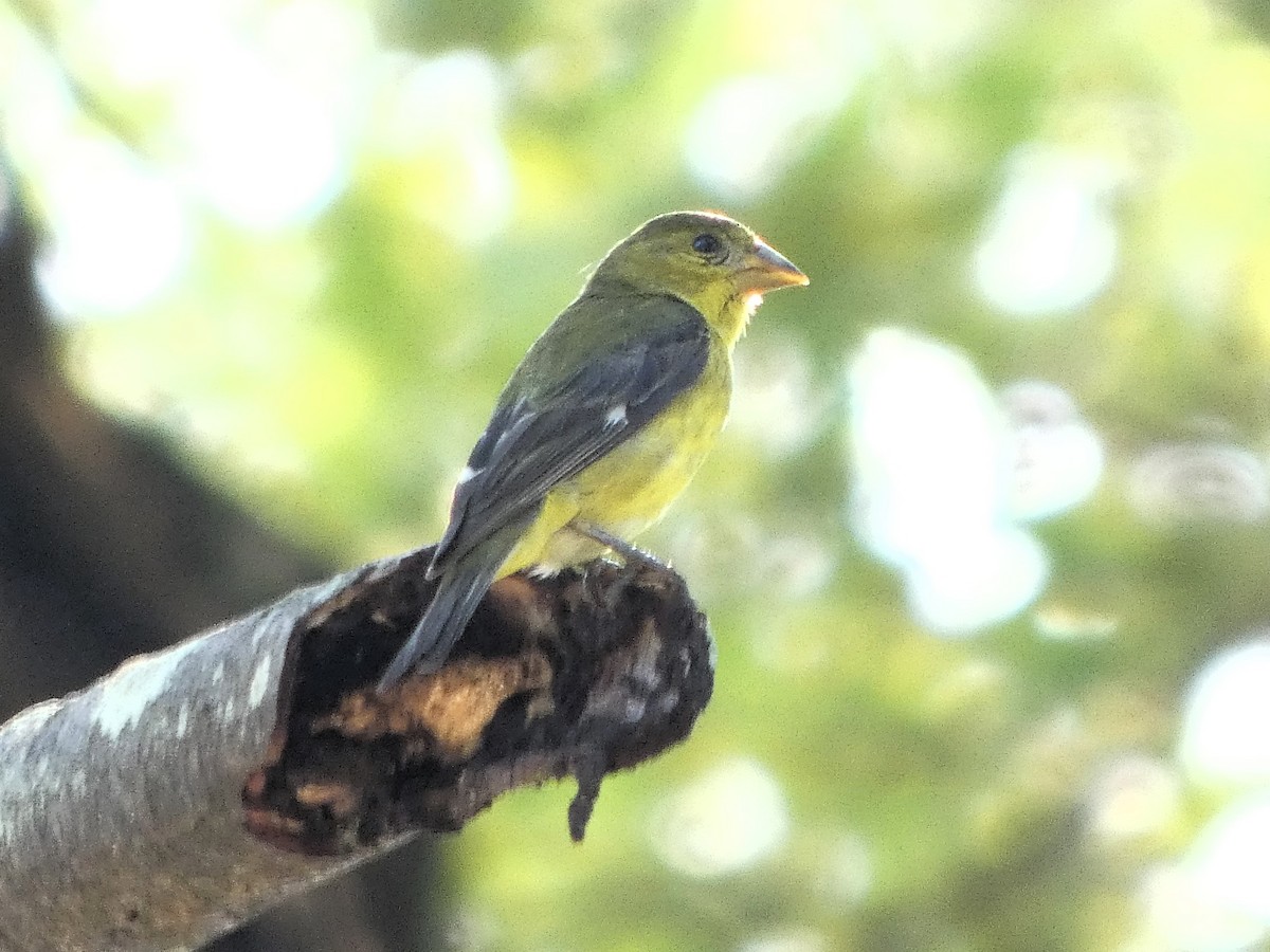 Lesser Goldfinch - ML647607940