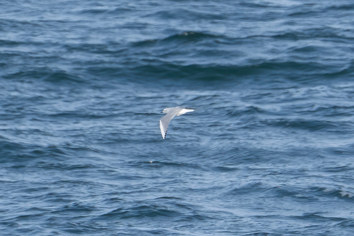 שחף אמריקני - ML647607942