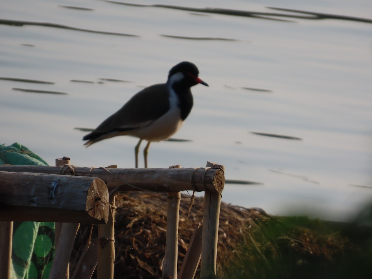 קיווית אדומת-משקפיים - ML647607943