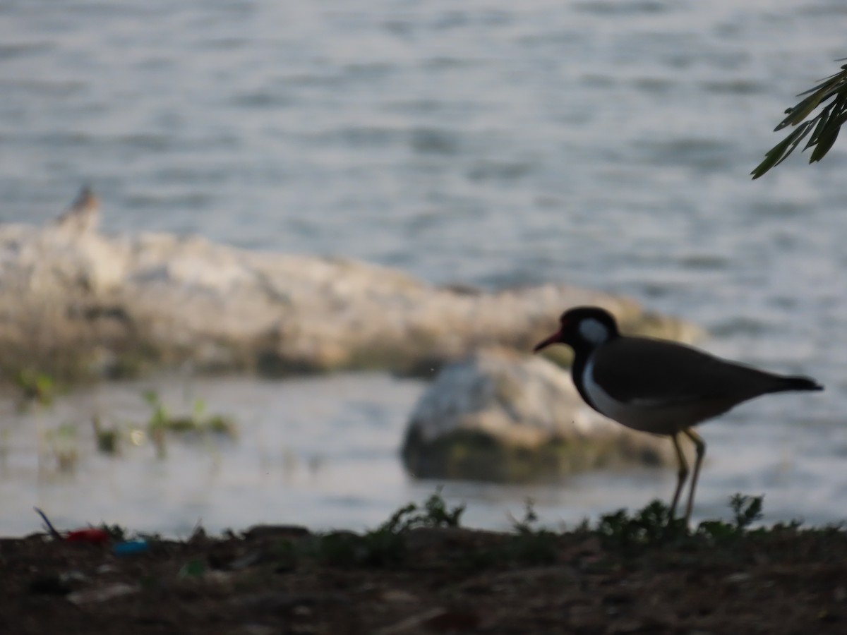 קיווית אדומת-משקפיים - ML647607944