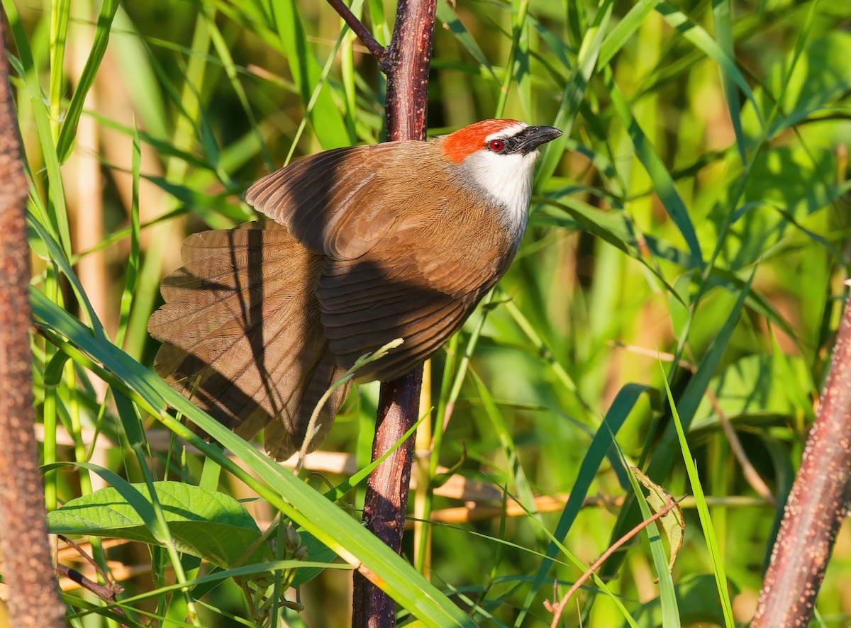 Chestnut-capped Babbler - ML647607946