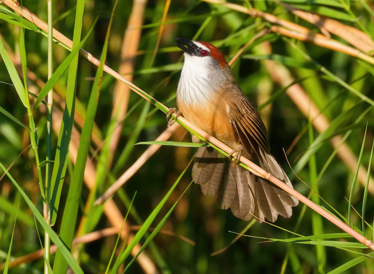 Chestnut-capped Babbler - ML647607947