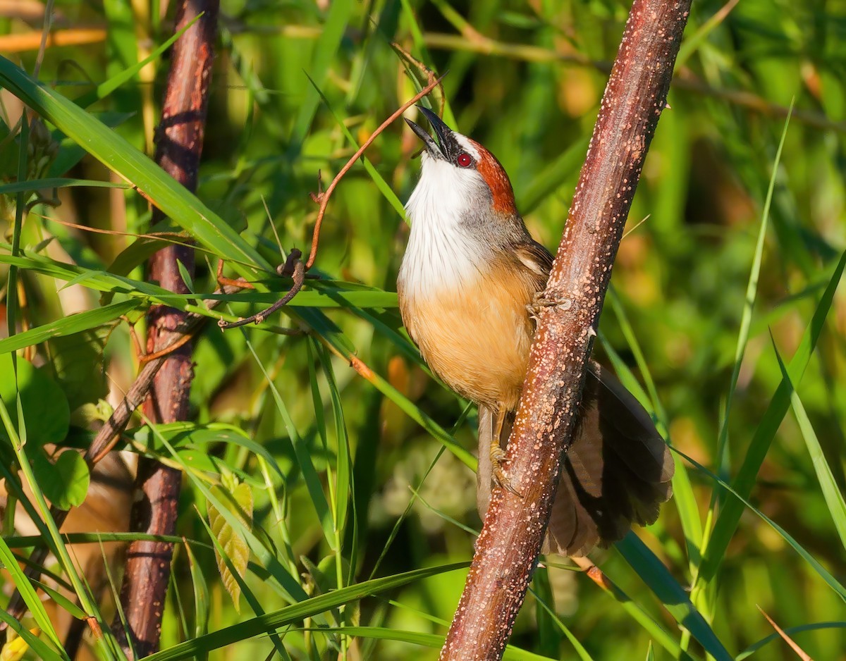 Chestnut-capped Babbler - ML647607948