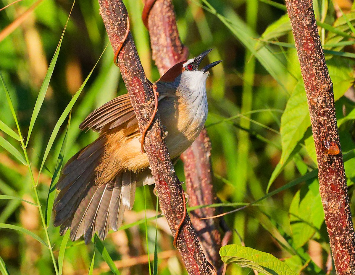 Chestnut-capped Babbler - ML647607949