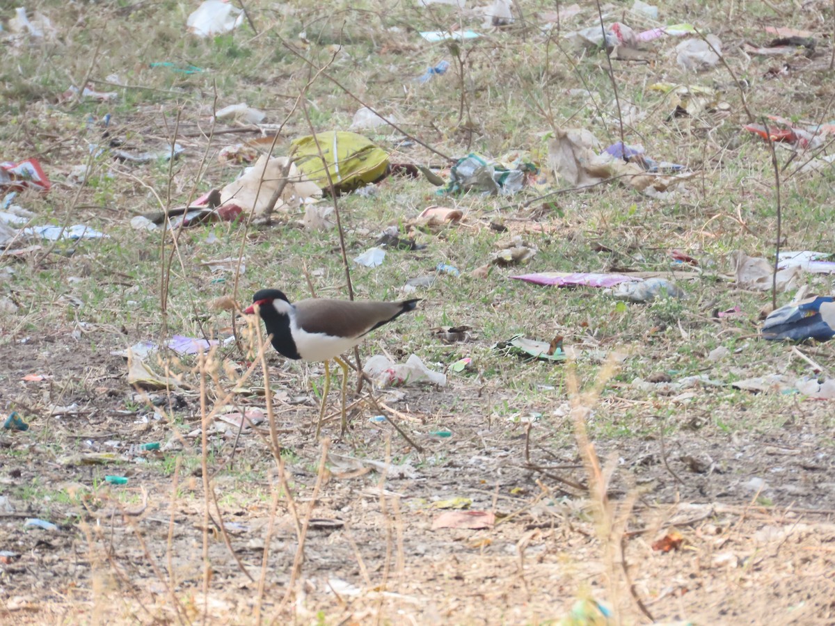 קיווית אדומת-משקפיים - ML647607950
