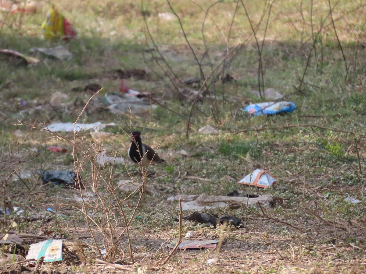 קיווית אדומת-משקפיים - ML647607951