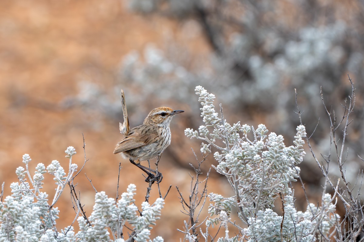 Rufous Fieldwren - ML647607952