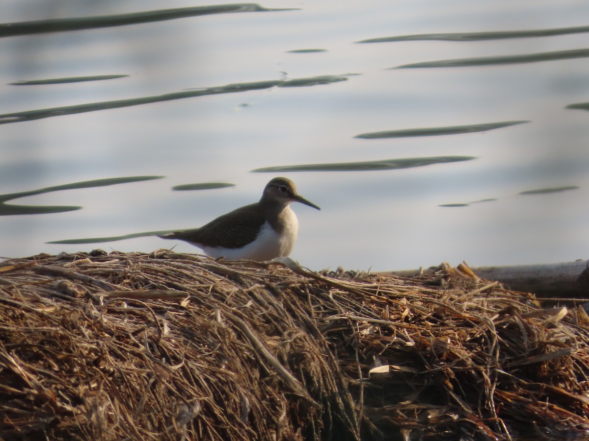 ביצנית לבנת-בטן - ML647607953