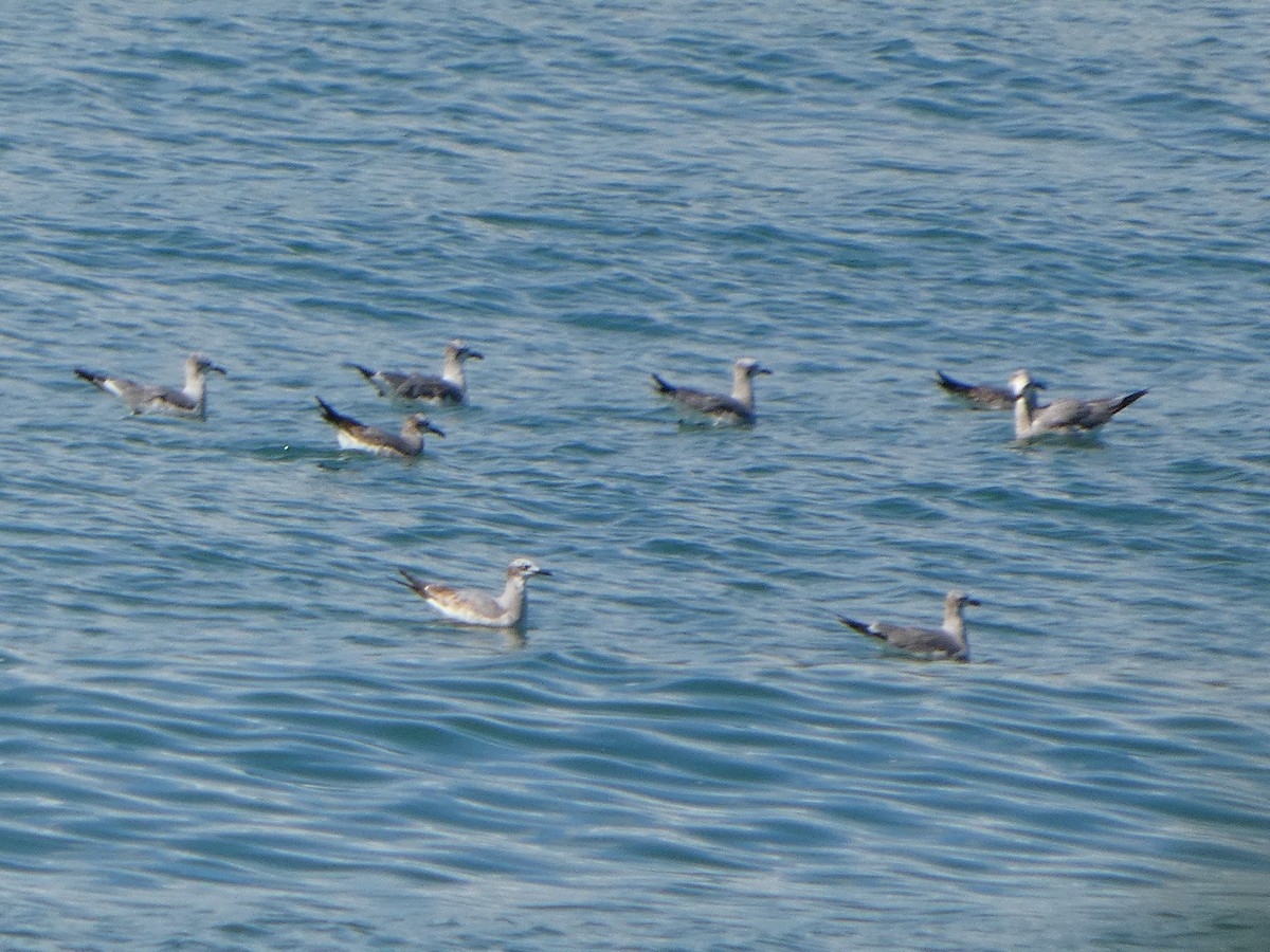 שחף צוחק - ML647607954