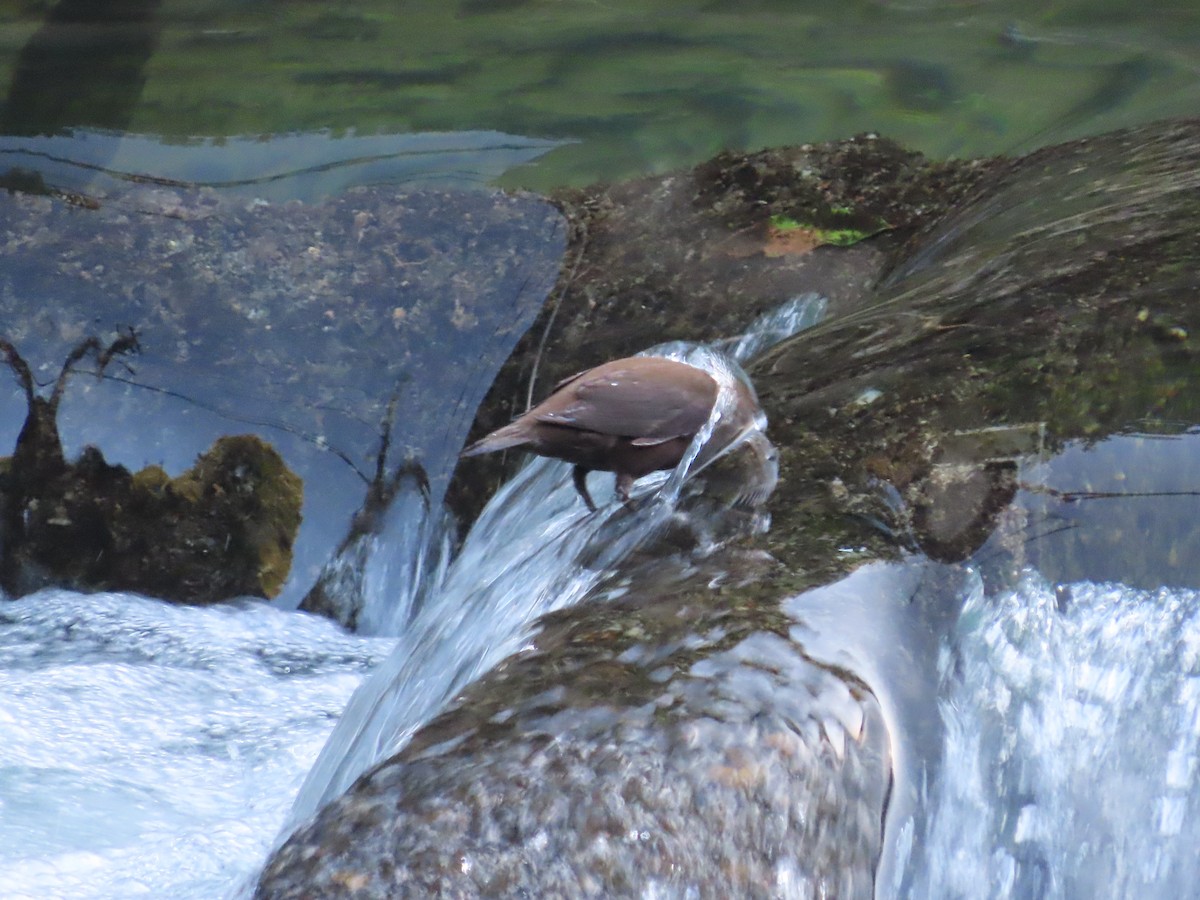 אמודאי אסייתי - ML647607956