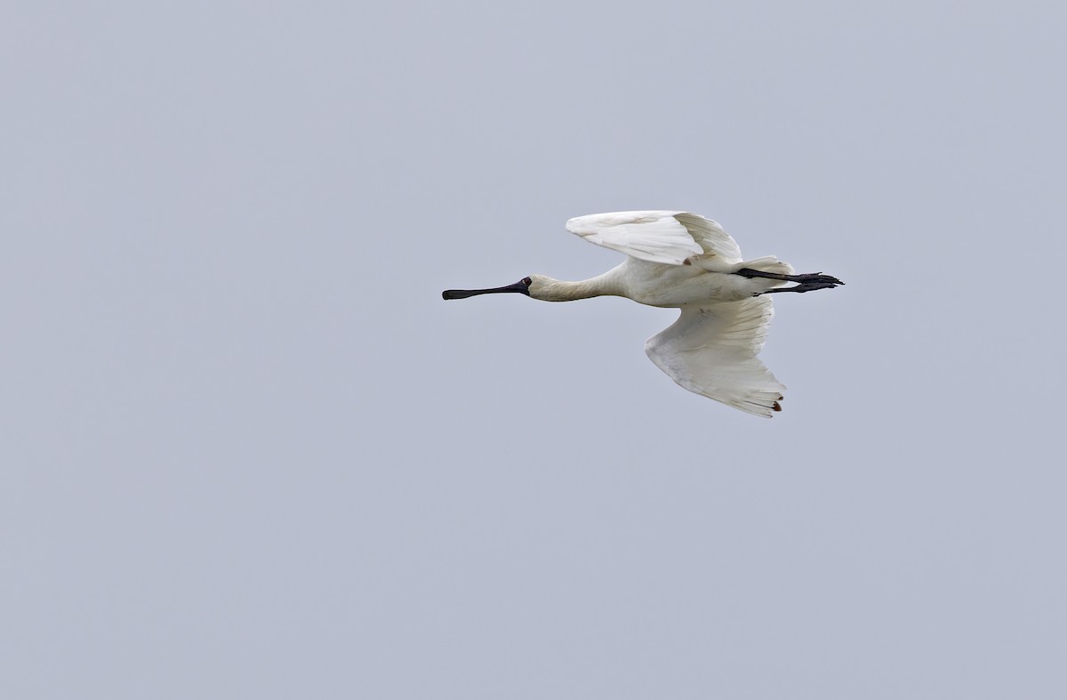 Black-faced Spoonbill - ML647607957