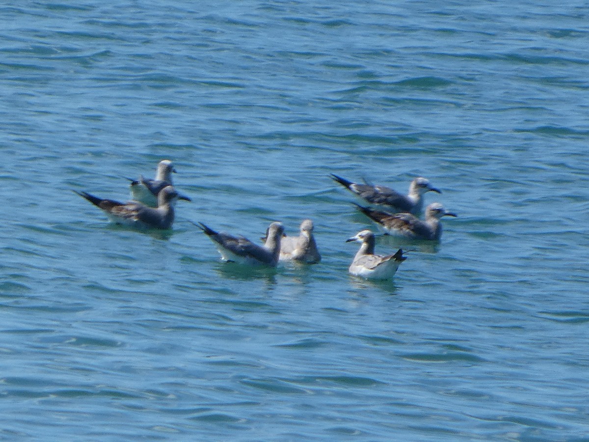 שחף צוחק - ML647607958