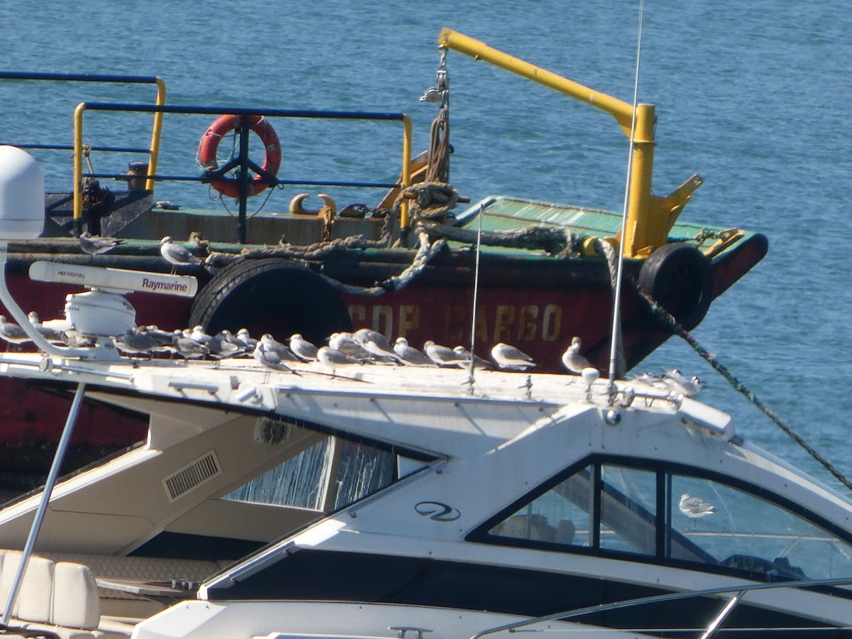 שחף צוחק - ML647607960