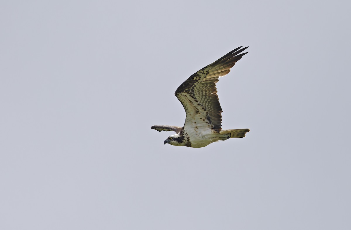 שלך - ML647607962